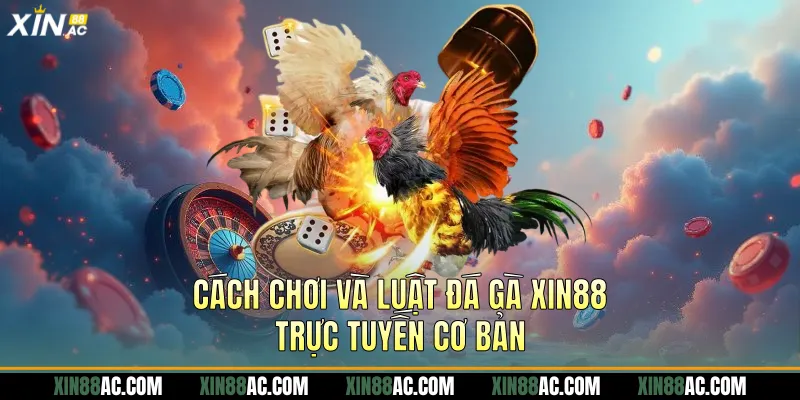 Cách chơi và luật đá gà xin88 trực tuyến cơ bản