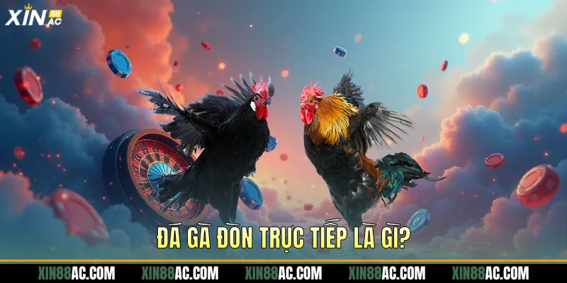 Đá gà đòn trực tiếp là gì?