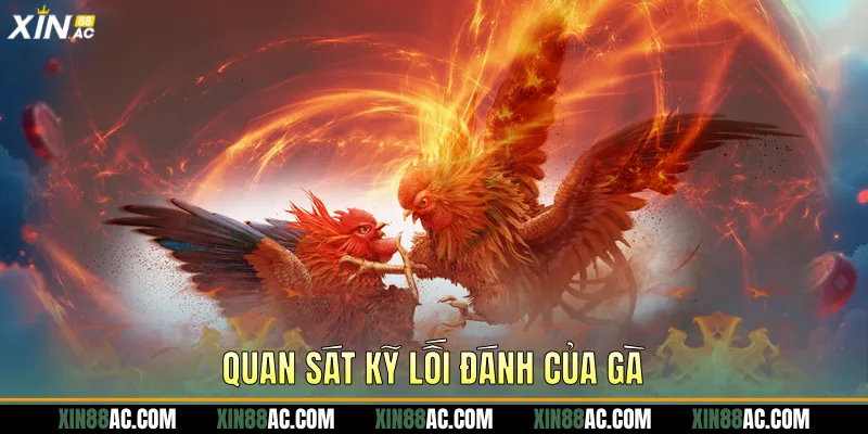 Quan sát kỹ lối đánh của gà